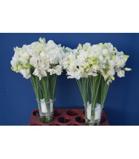 Pois senteur Blanc 40 cm