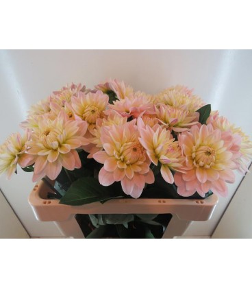 Dahlia Diana's memory