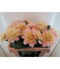 Dahlia Diana's memory