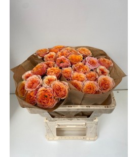 Rose Southpark 50 cm