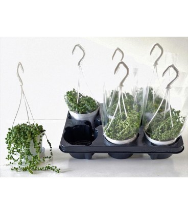 Senecio pot de 11