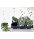 Senecio pot de 12