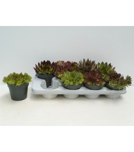 Sempervivum Ø 13