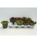 Sempervivum Ø 13