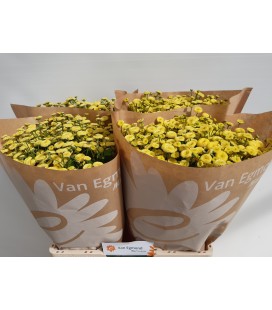 Matricaire amazone 60 cm
