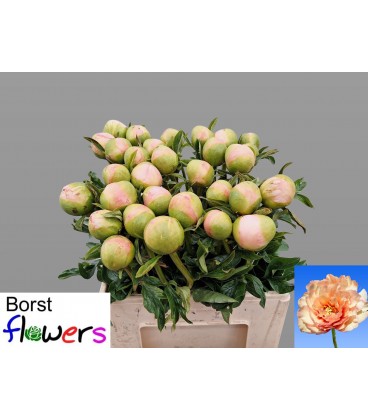 Pivoine Kings Day