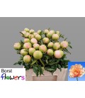 Pivoine Kings Day 60 cm