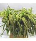 Setaria 75 cm