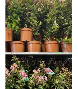 Lagerstroemia Ø20 h 40