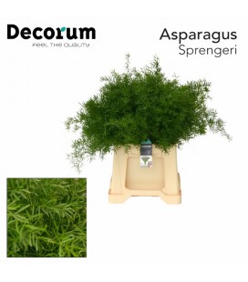 Asparagus sprengeri 45 cm 