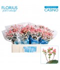 Hypericum coco Casino 50 cm
