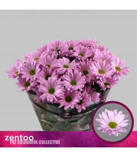 Chrysantheme Katinka 