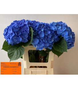 Hortensia Bela Bleu 60 Cm