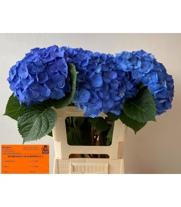 Hortensia Bela Bleu 50 Cm