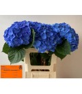 Hortensia Bela Bleu 60 Cm
