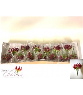 Gloriosa Rothschild 20 cm x 5