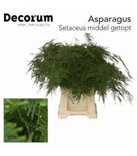 Asparagus Setaceus 45 cm