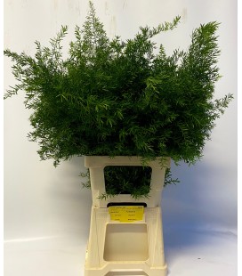 Asparagus Cwebe 70 cm