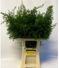 Asparagus Cwebe 70 cm