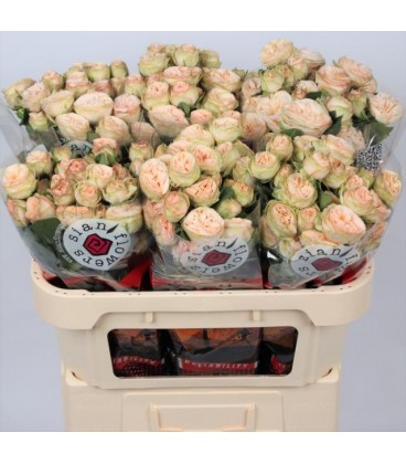Rose Branchue Trebdsetter 70 cm