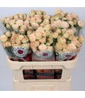 Rose Branchue Trendsetter 70 cm
