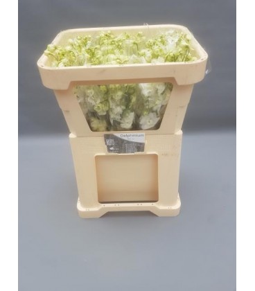 Delphinium white 60cm