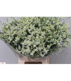 Limonium cool diamond 80 cm