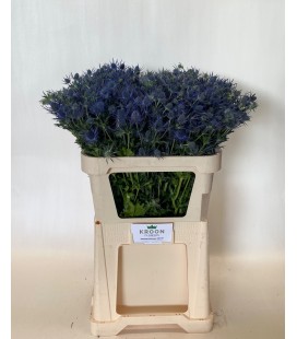 Chardon Blue Lagoon 70 cm