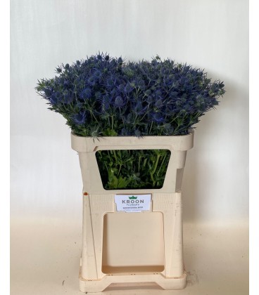 Chardon Blue Lagoon 70 cm