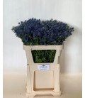 Chardon Blue Lagoon 70 cm