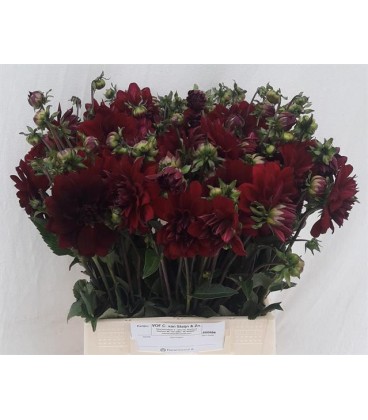 Dahlia Arabian night