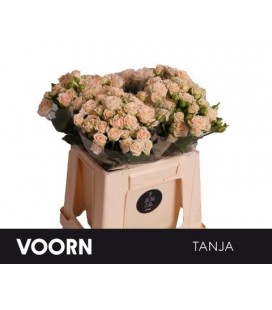 Rose Branchue Tanja 40 cm