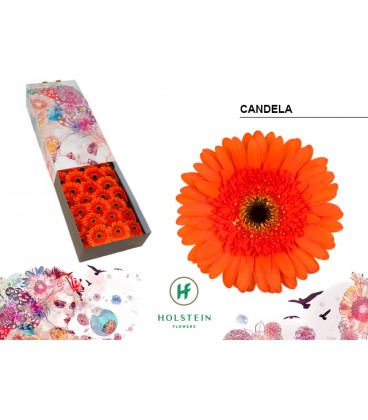 Gerbera Candela