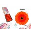 Gerbera Candela