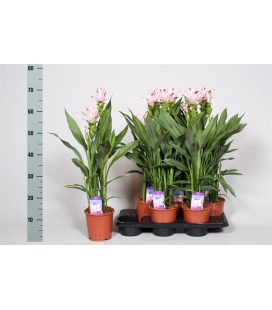 Curcuma Siam Swing Ø 15 h 70