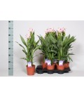 Curcuma Siam Swing Ø 15 h 70