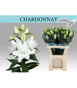 Lys or du Chardonnay 80 cm