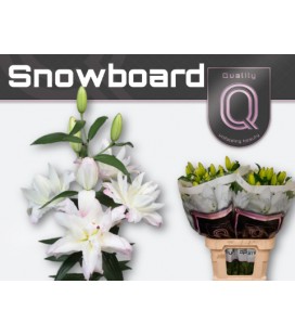 Lys or Snowborard 90 cm
