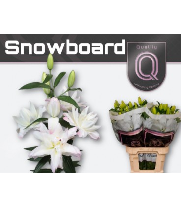 Lys or Snowborard 85 cm