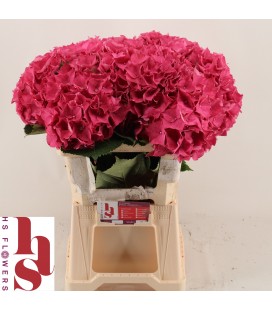 Hortensia Rodeo RD 80 cm