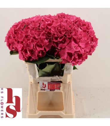 Hortensia Rodeo RD 50 CM