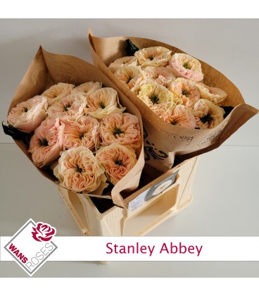 Rose Stanley Abbey 40 cm