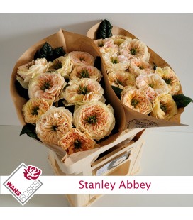 Rose Stanley Abbey 50 cm