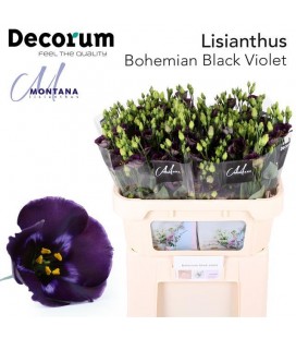 Lysianthus Bohemi Violet