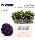 Lisianthus Bohemi Violet