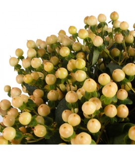 Hypericum Gelato 70 cm