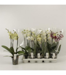Phalaenopsis Ø 12 h 45 cm