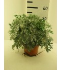 Cineraire Maritime pot de 18