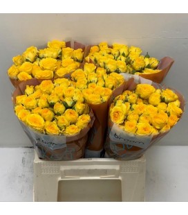 Rose Branchue Ramona 40 cm