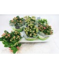 Kalanchoe mix4 coul Ø15